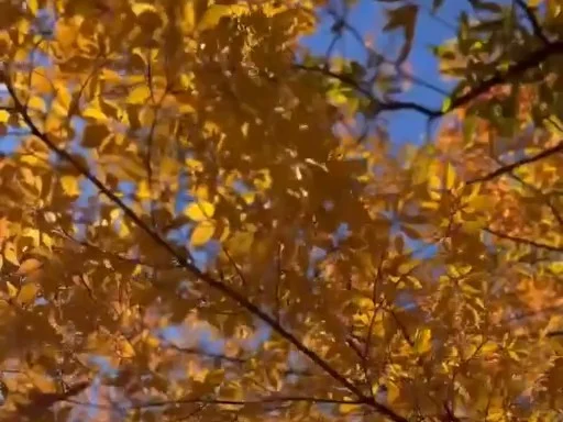 青空を背に色づいた秋の木の葉