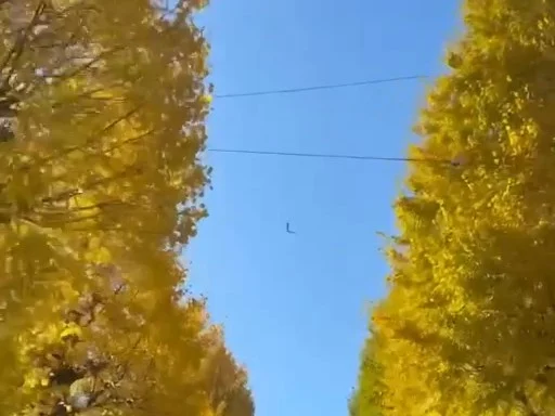 青空の下、黄金色に染まった勝田団地の銀杏並木