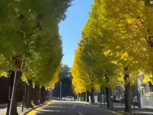 訪問の車から見た勝田団地の銀杏並木の道