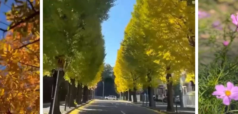 秋の都筑区の訪問風景(色づいた木の葉、勝田団地の銀杏並木、緑道のコスモス)